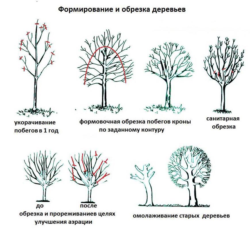 Виды обрезки деревьев 